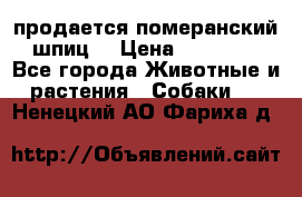 продается померанский шпиц  › Цена ­ 35 000 - Все города Животные и растения » Собаки   . Ненецкий АО,Фариха д.